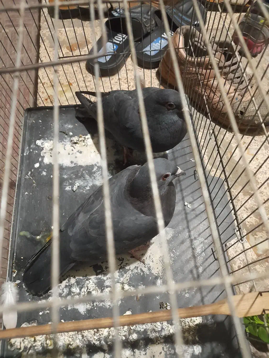 دوتا کفتر شهرستانی فروشی قرچک|پرنده|ری, علایین|دیوار