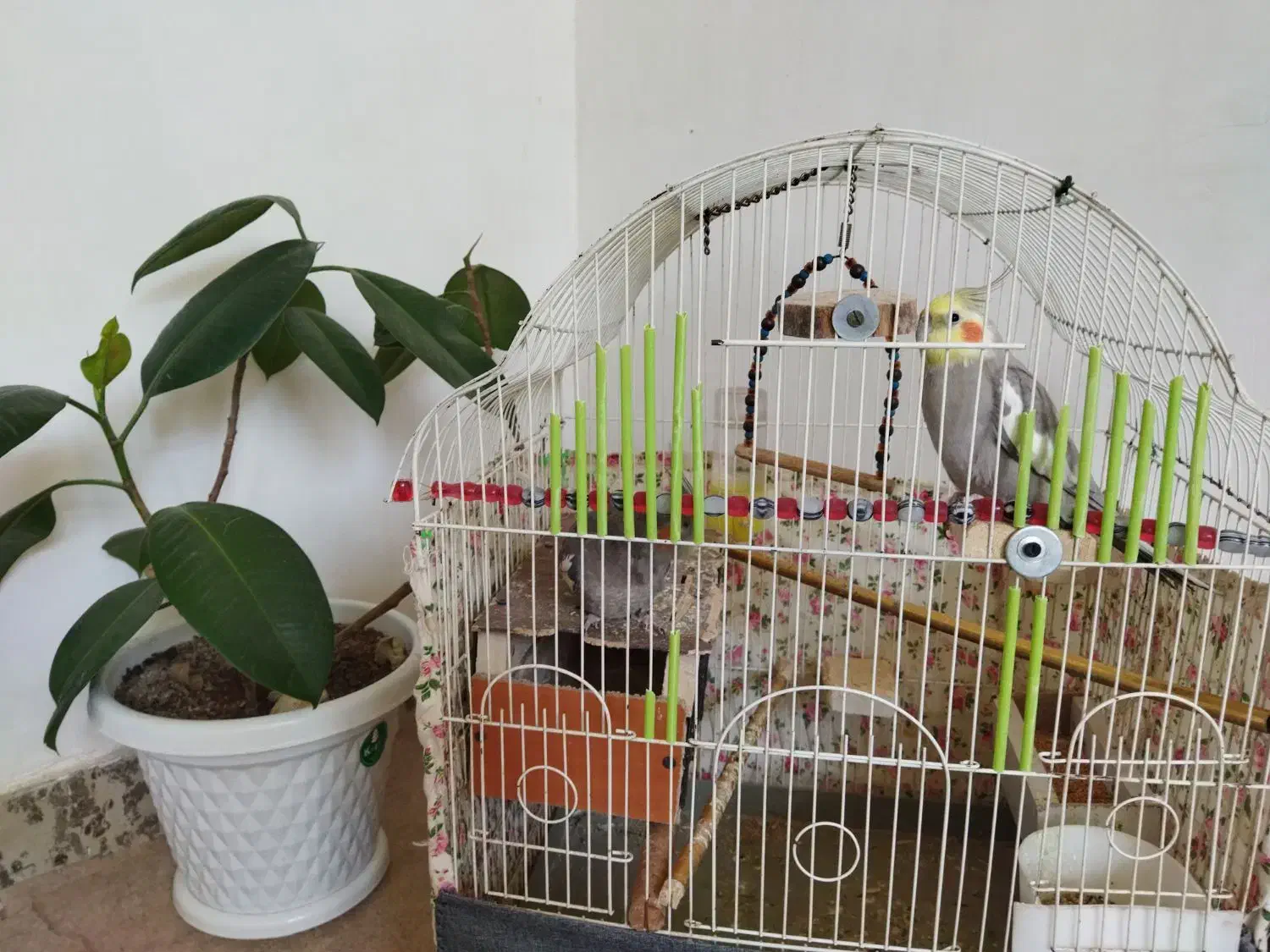 عروس هلندی جفت آماده تخم گذاری|پرنده|نورآباد, |دیوار