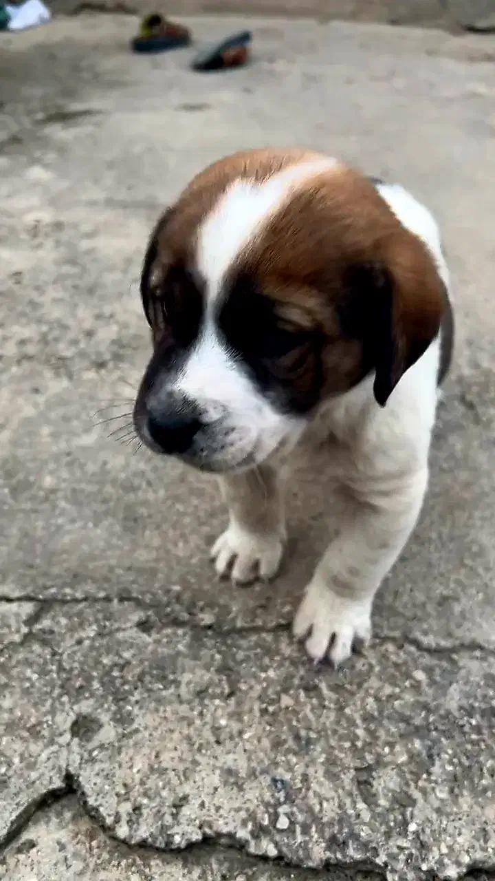 طوله پژدر نر|سگ|مینودشت, |دیوار