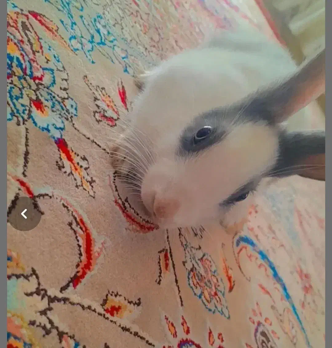 خرگوش خانگی|موش و خرگوش|اهر, |دیوار