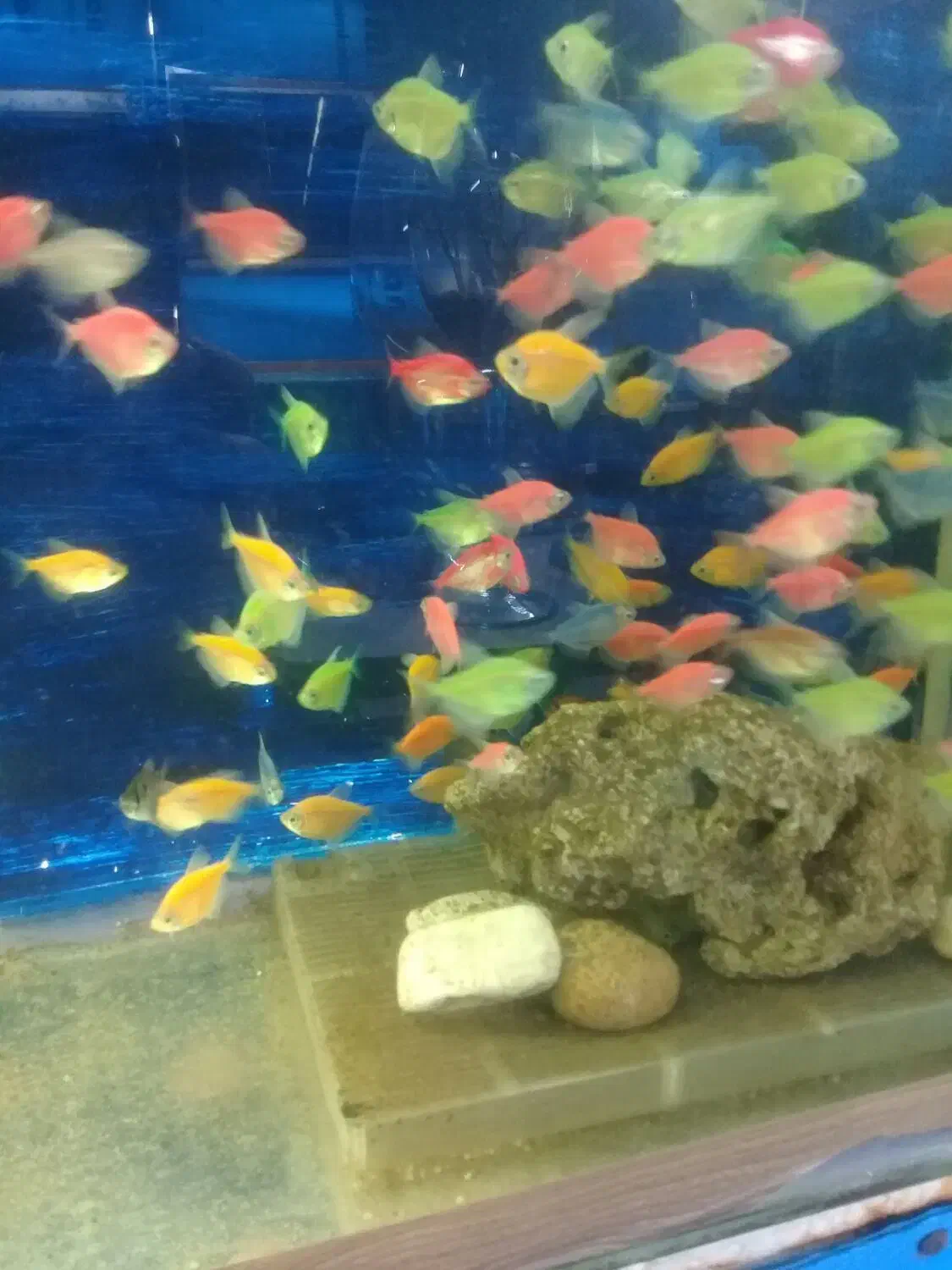 آکواریوم مولوی|ماهی|اصفهان, شاهد|دیوار