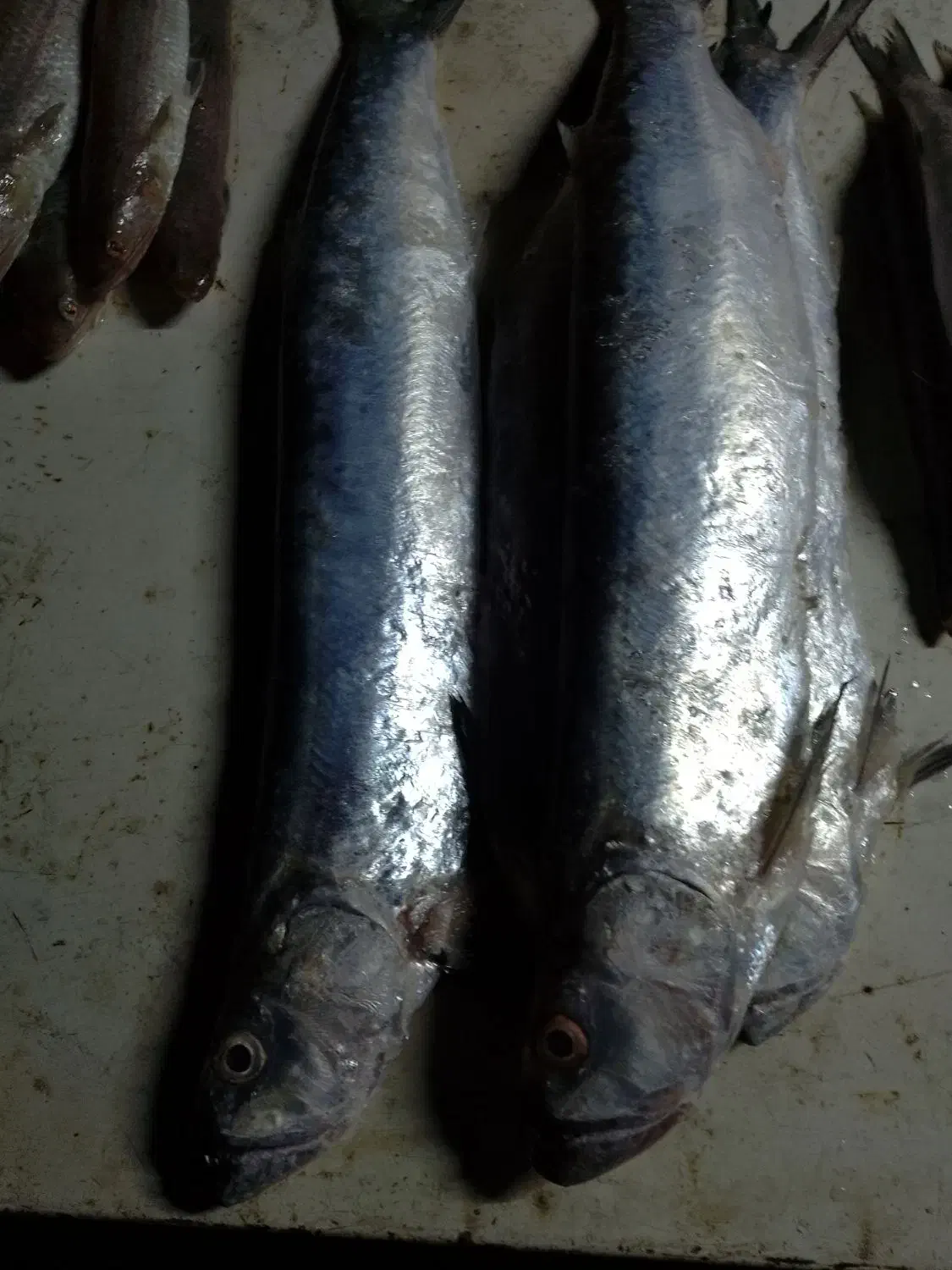 ماهی فروش|ماهی|بهبهان, |دیوار