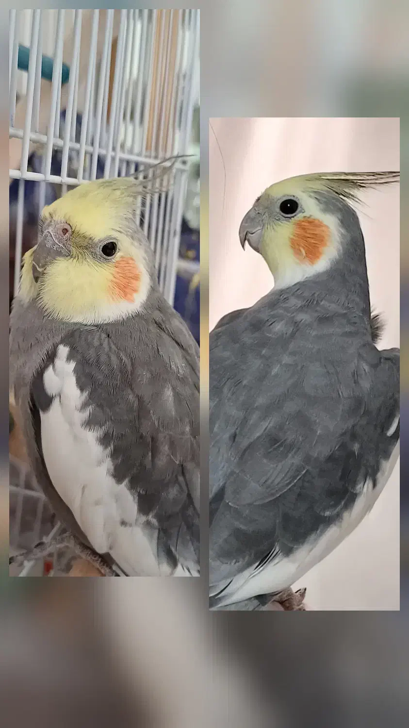 عروس هلندی سینامون نر گمشده|حیوانات|پرند, فاز ۴|دیوار