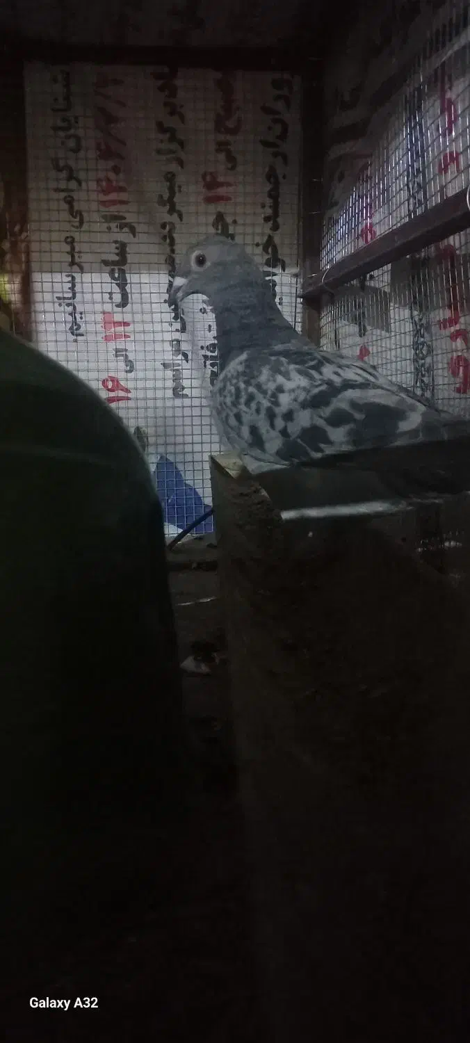 پلاکی جوجه ۲|پرنده|مسجد سلیمان, |دیوار