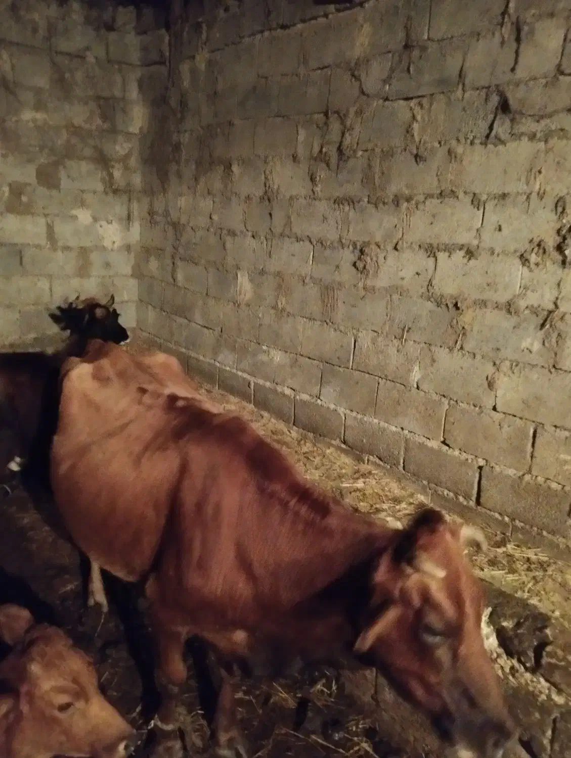 گاو با گوساله نر|حیوانات مزرعه|کلیبر, |دیوار