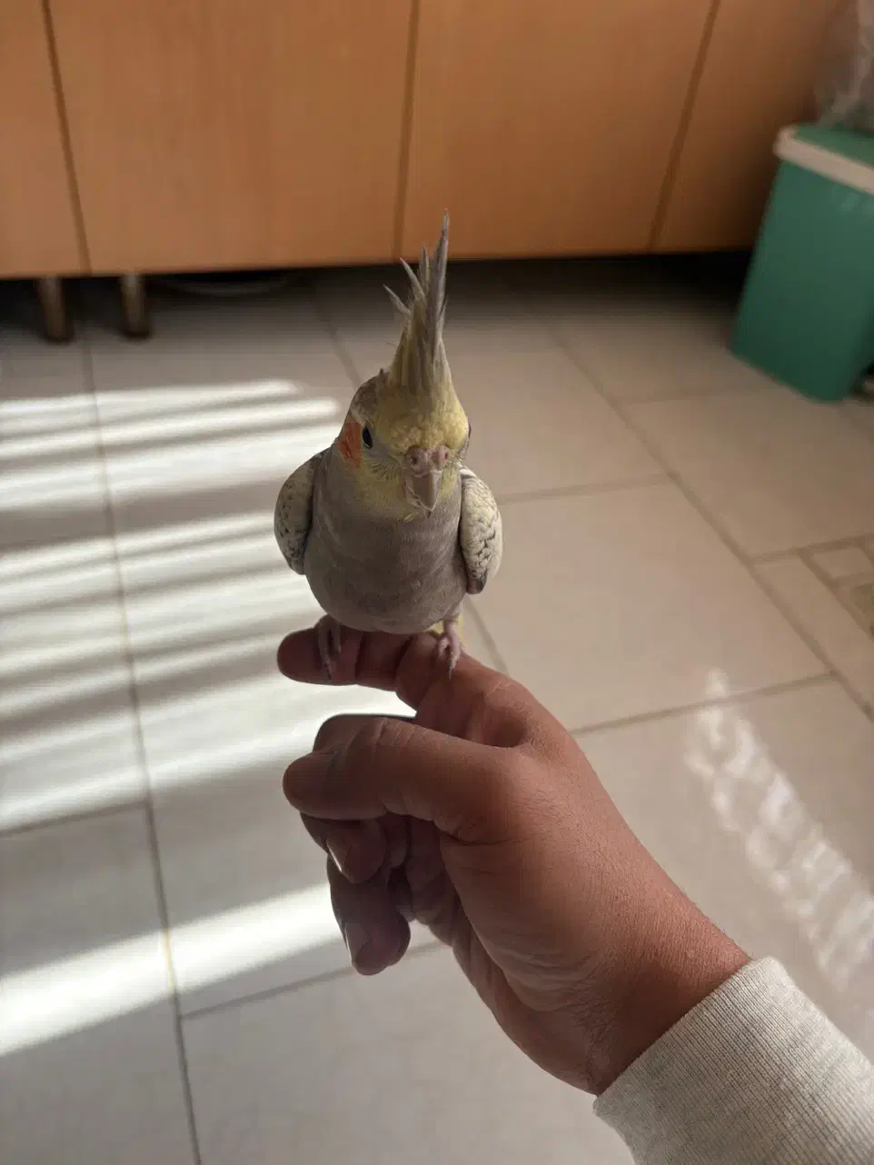 عروس هلندی|پرنده|بومهن, |دیوار