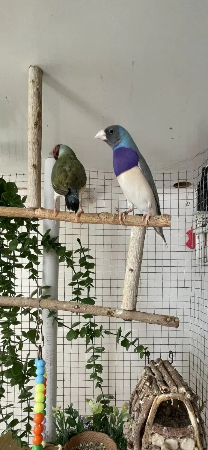 فنچ گلدین|پرنده|سیرجان, |دیوار