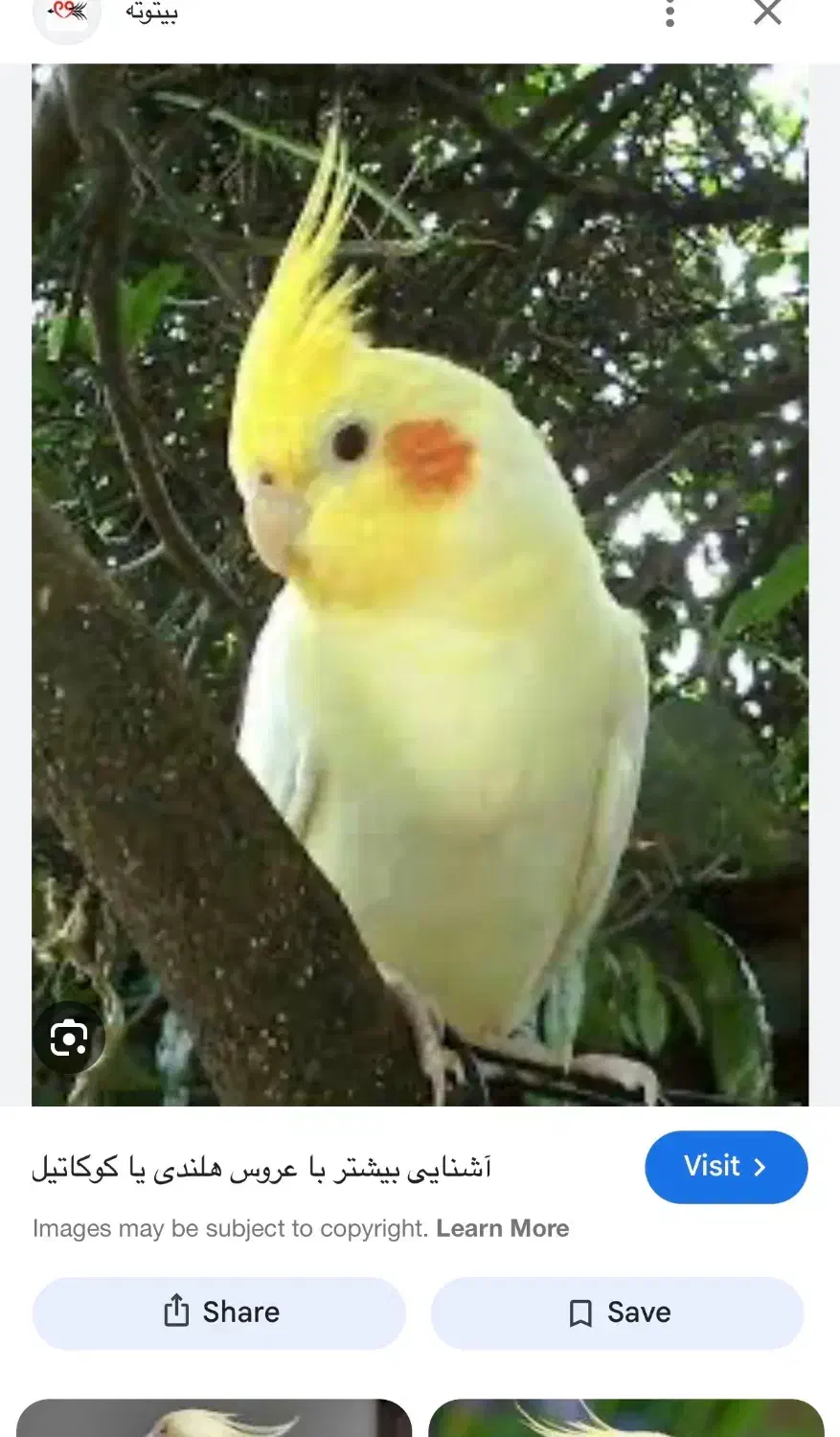 عروس هلندی|حیوانات|بندر کنگان, |دیوار