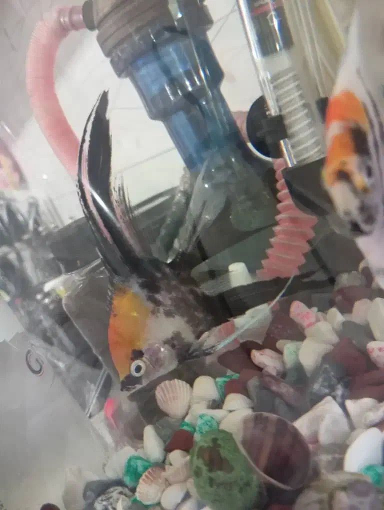 انجل کوی|ماهی|قم, شهرک فاطمیه|دیوار