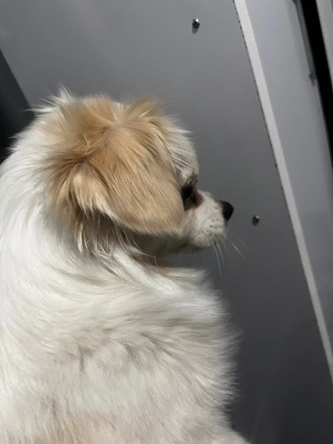 سگ خانگی|سگ|اردبیل, |دیوار