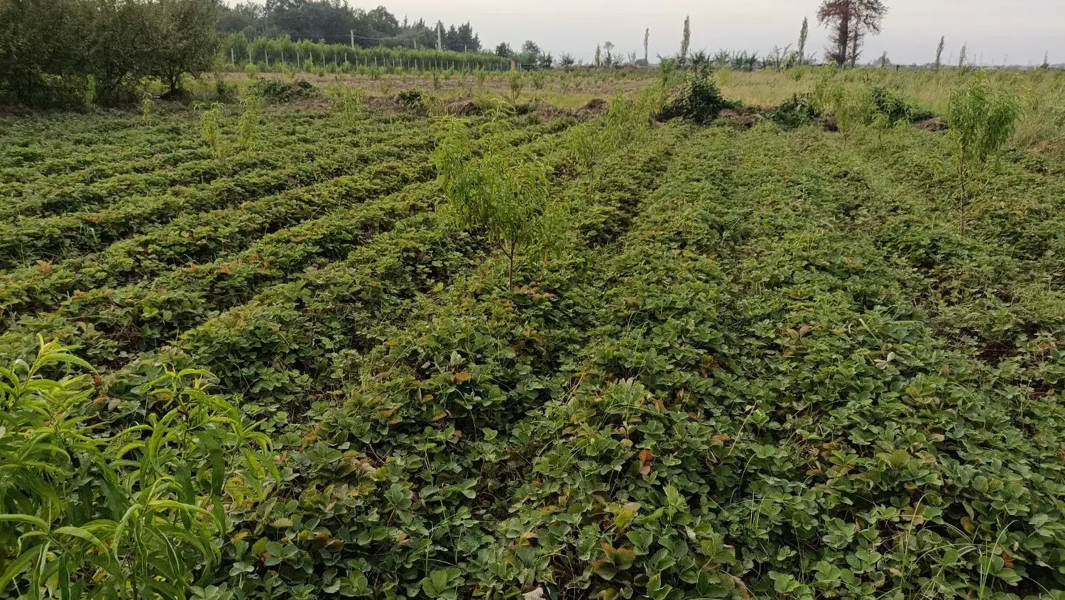 نهال سابرینا پر 20000000|گل و گیاه طبیعی|دلند, |دیوار