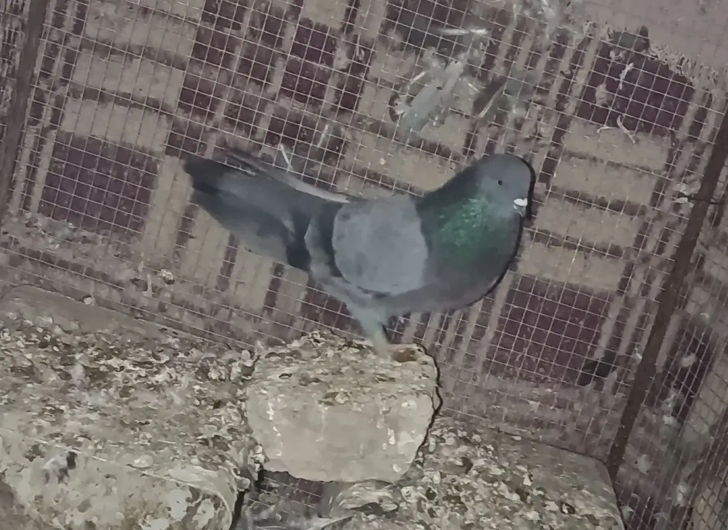 کفتر|پرنده|بم, |دیوار