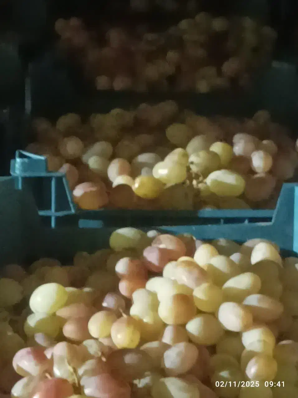 فروش انگور زمستانی|عمدهفروشی|شاهرود, |دیوار