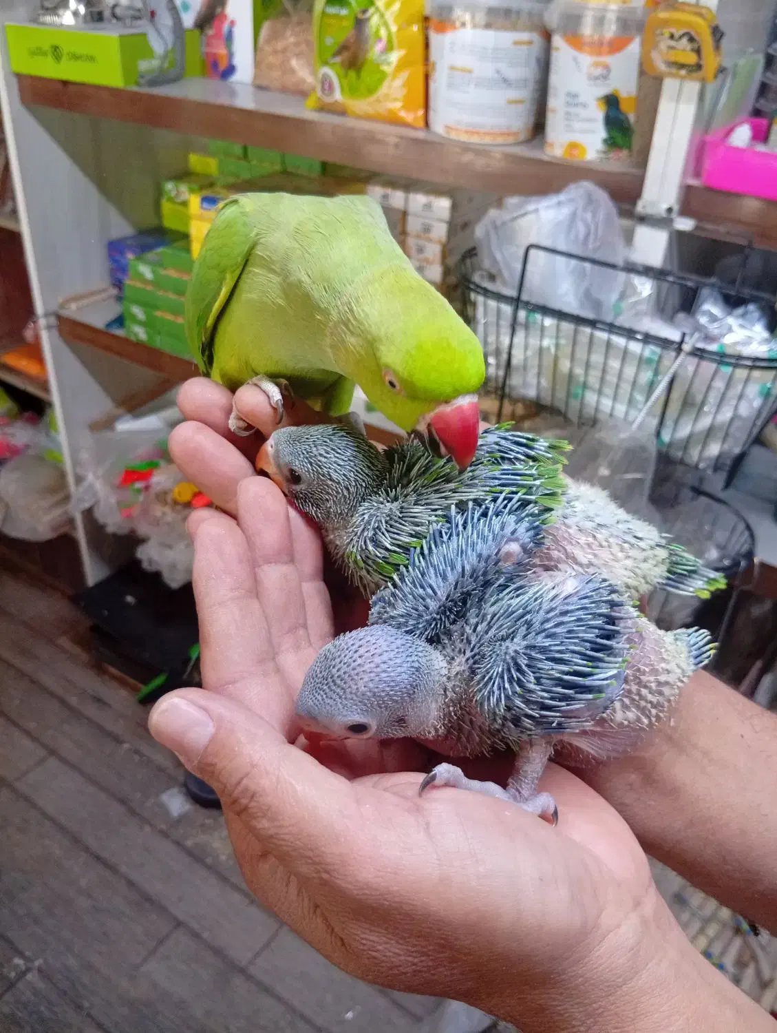 فروشی|حراج|رفسنجان, |دیوار