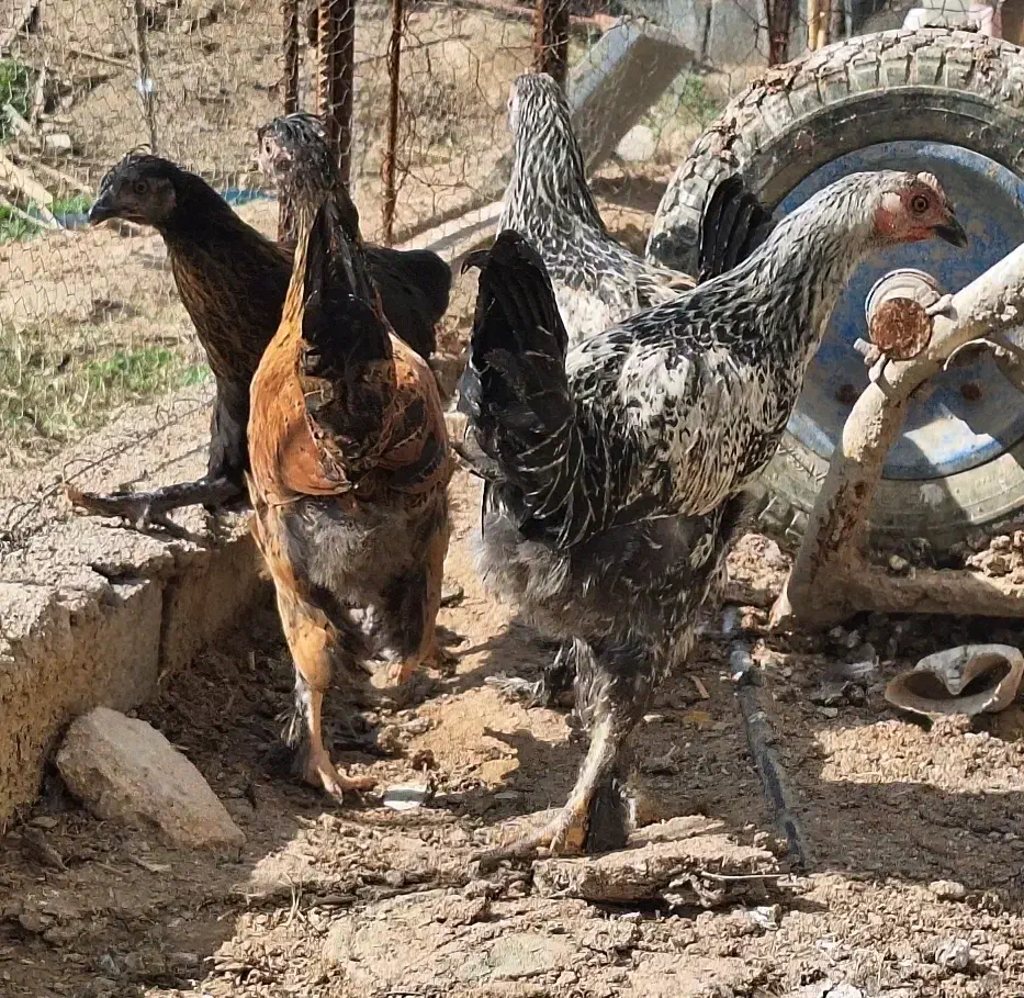 جوجه دیلگونی|حیوانات مزرعه|بهبهان, |دیوار