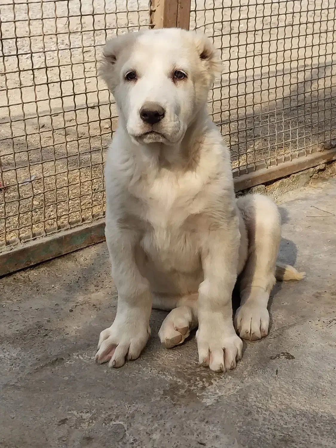 توله آلابای روسی|سگ|تهران, وردآورد|دیوار