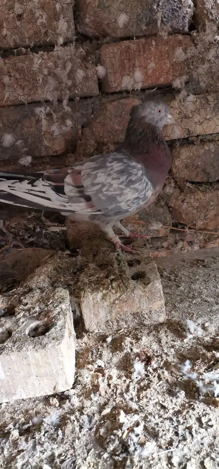 سرورپرشی|پرنده|مبارکه, |دیوار