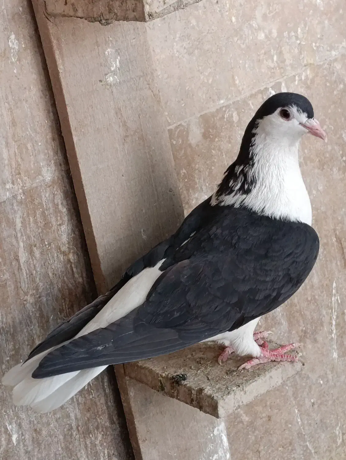 کبوتر|پرنده|اهواز, کیانشهر|دیوار