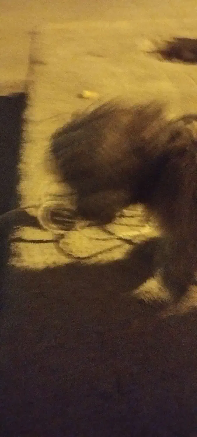 سگ شیتزو تربیت شده|سگ|امیدیه, |دیوار