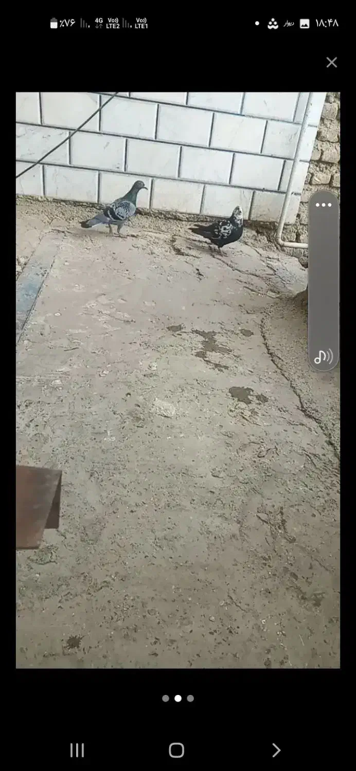 کفتر‌|پرنده|کلاله, |دیوار