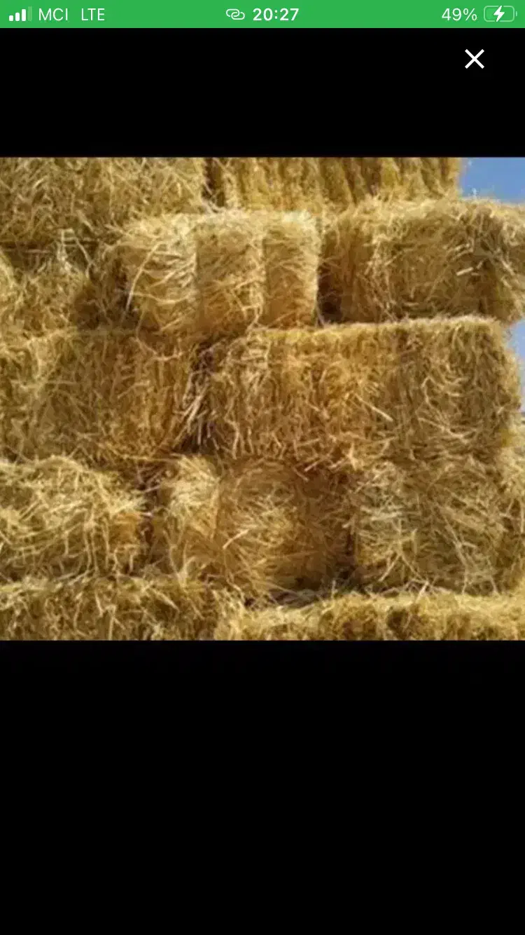 کاه|لوازم جانبی حیوانات|لشت نشا, |دیوار