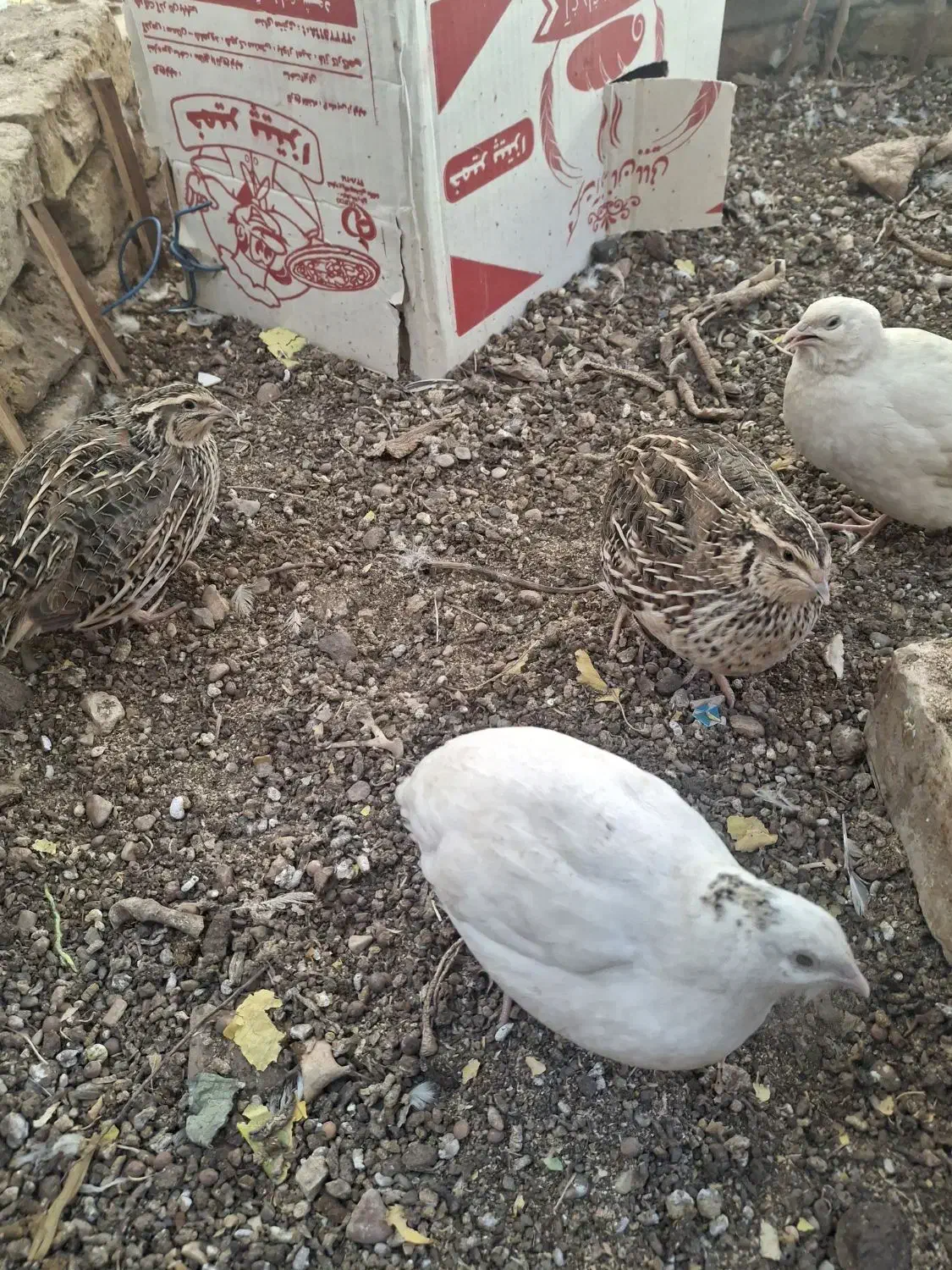 فروش بلدرچین|حیوانات مزرعه|شاهرود, |دیوار