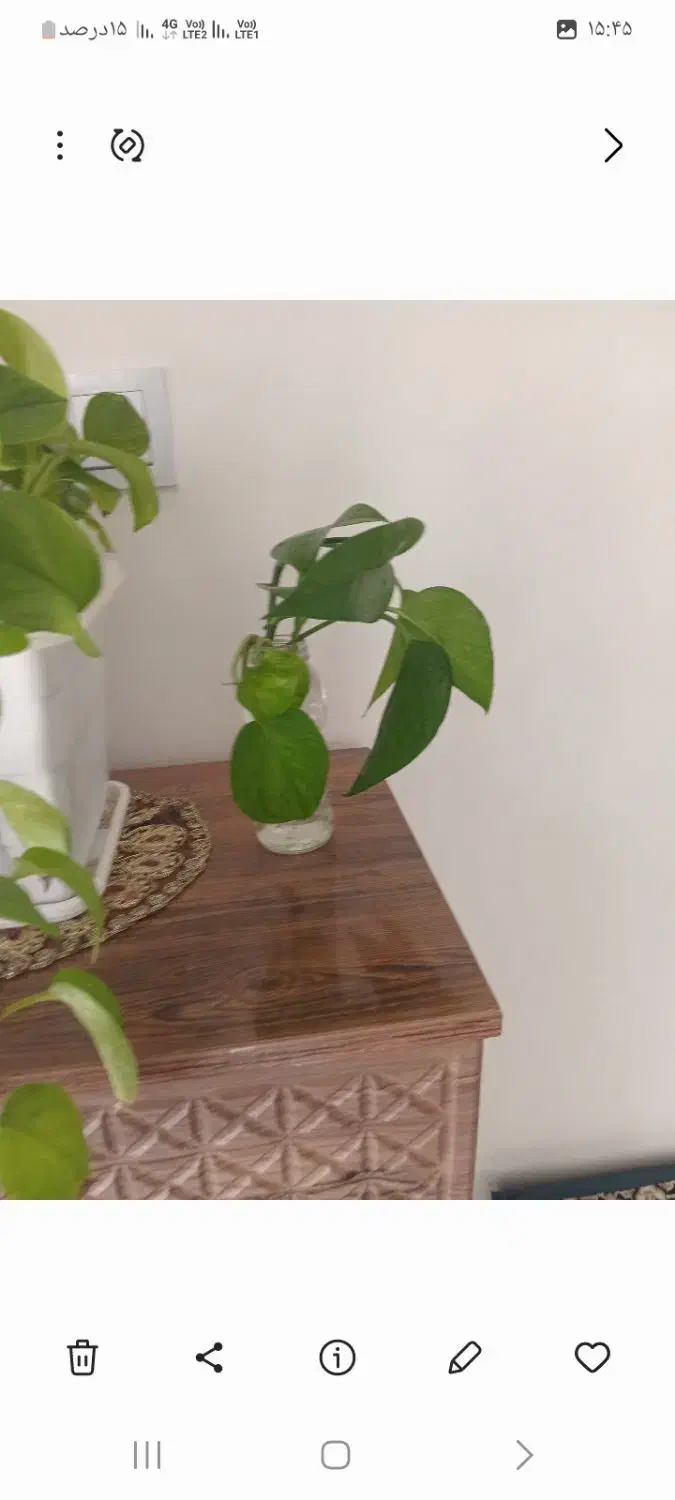 قلمه پتوس|ماهی|تربت‌حیدریه, فرمانداری|دیوار