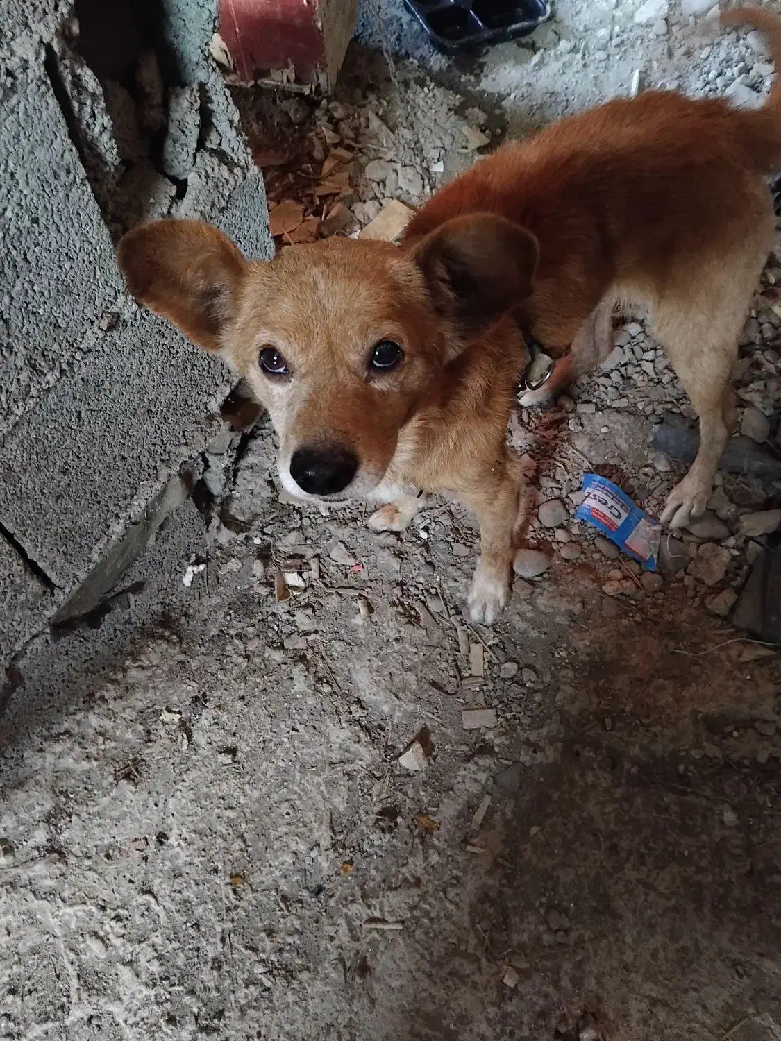 سگ هیواپت|سگ|رشت, منظریه|دیوار