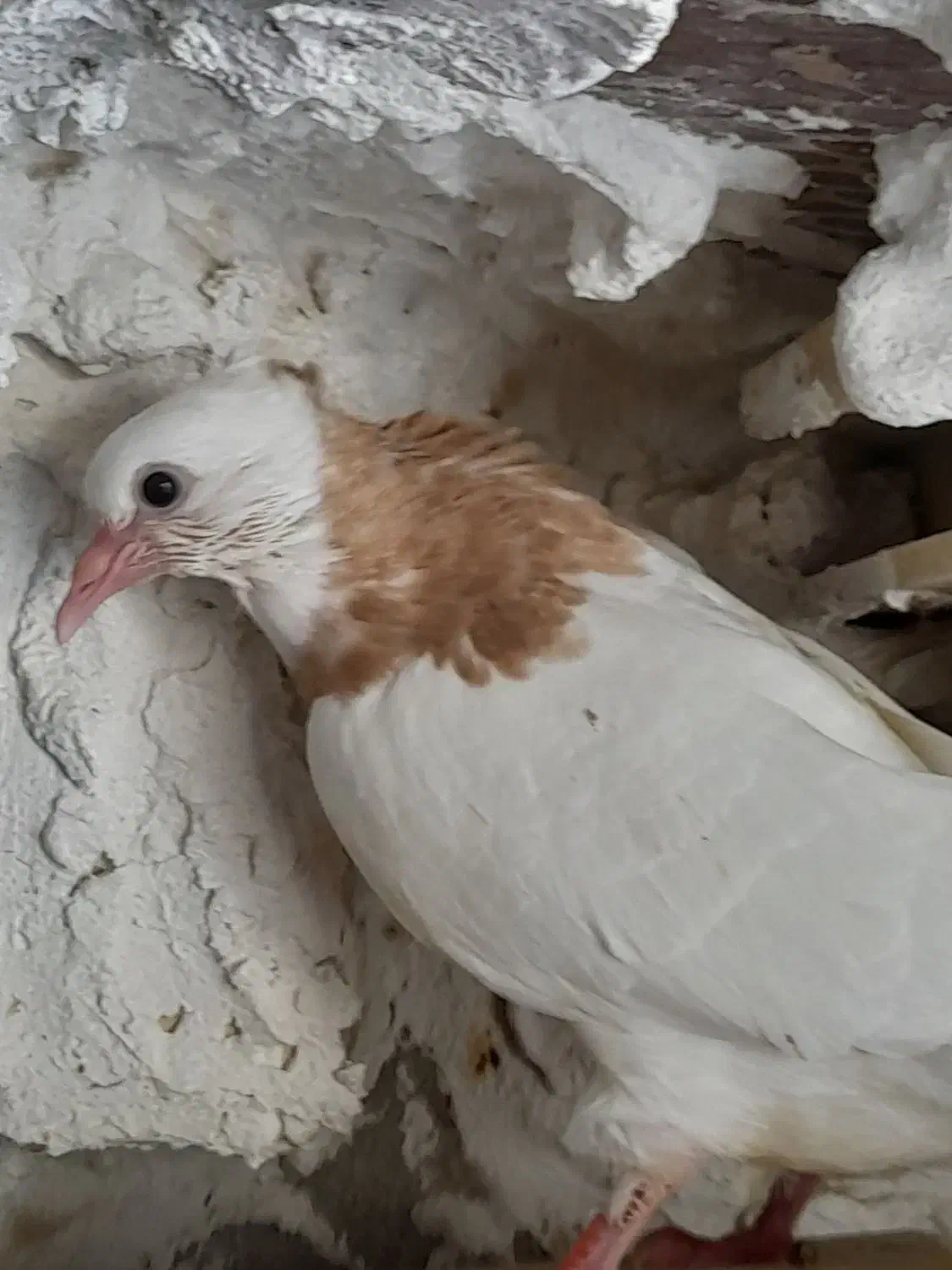 کبوتر|پرنده|جم, |دیوار