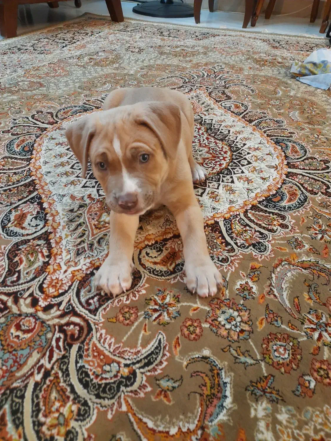 فروش توله پیت بول دوماهه|سگ|پردیس, فاز ۱|دیوار