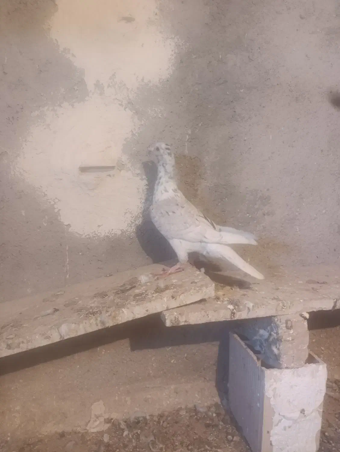 دودی هفرنگ|پرنده|الوند, |دیوار