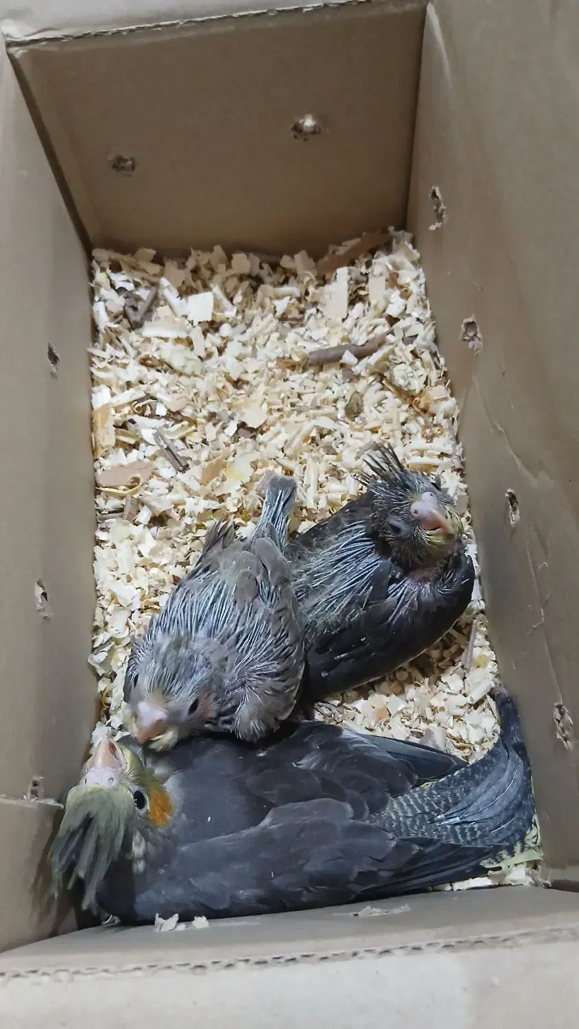 جوجه عروس هلندی|پرنده|کرمان, |دیوار