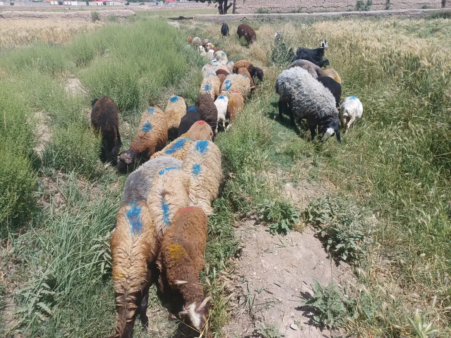 گوسفند زنده بره .بزغاله .میش.همراه باقصاب|حیوانات مزرعه|پاکدشت, پاکدشت (مامازند)|دیوار