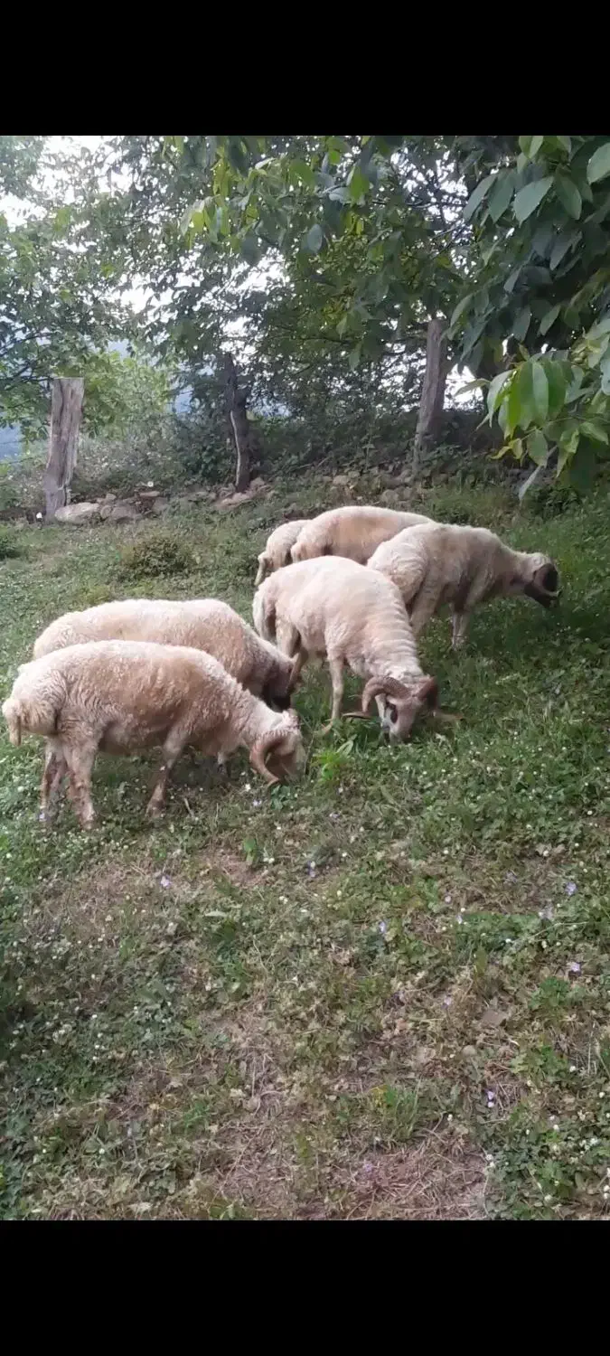 فروش گوسفند و بره نره پرواری زنده درجه یک|حیوانات مزرعه|اسالم, |دیوار