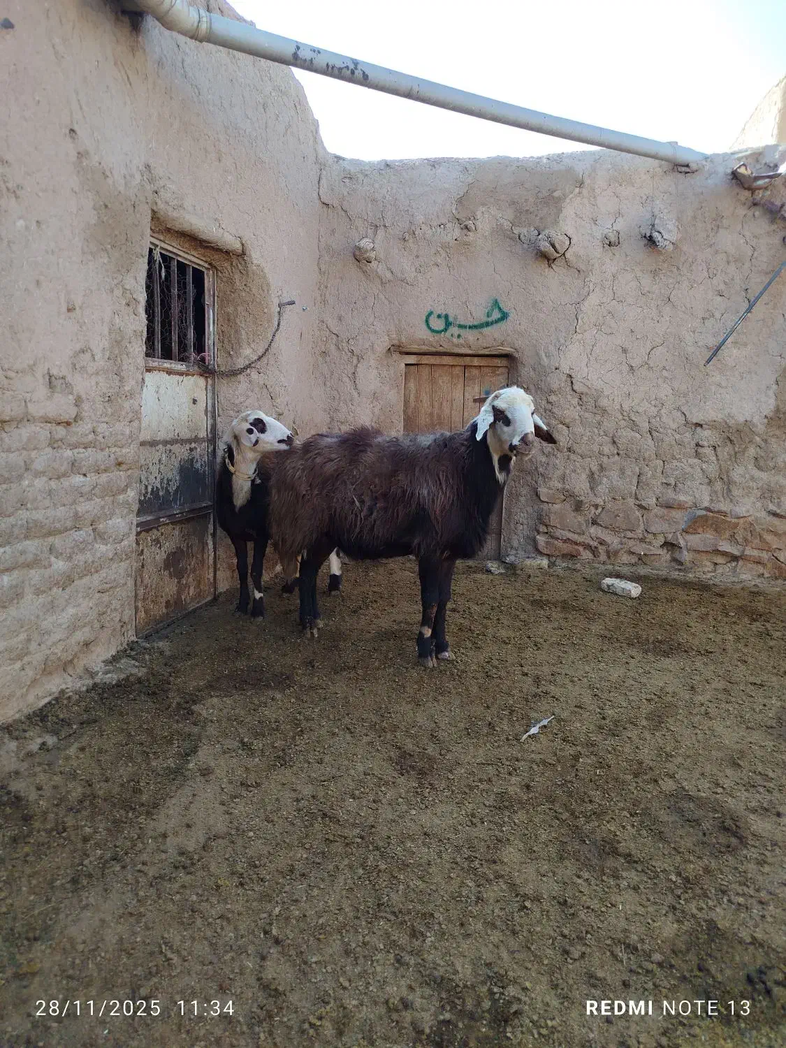 قوچ پلنگی بروجردی اصل|حیوانات مزرعه|سرولایت, |دیوار