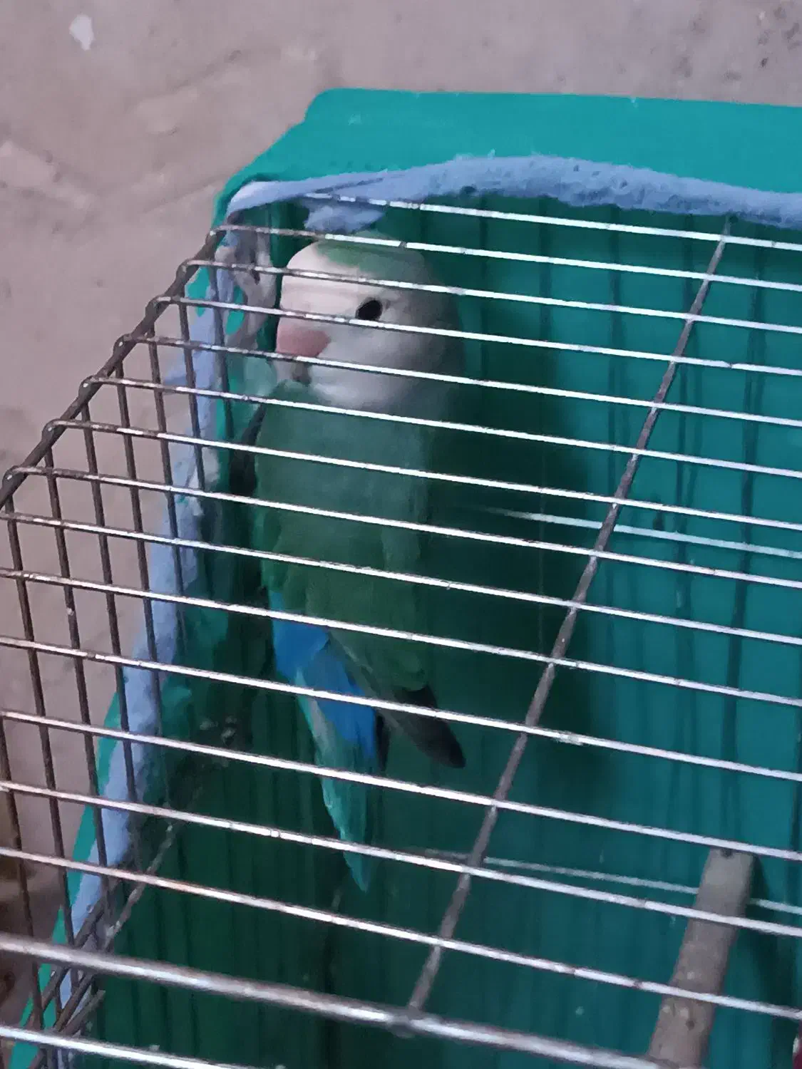 جفت مرغ عشق و یک کوتوله|پرنده|ماهان, |دیوار