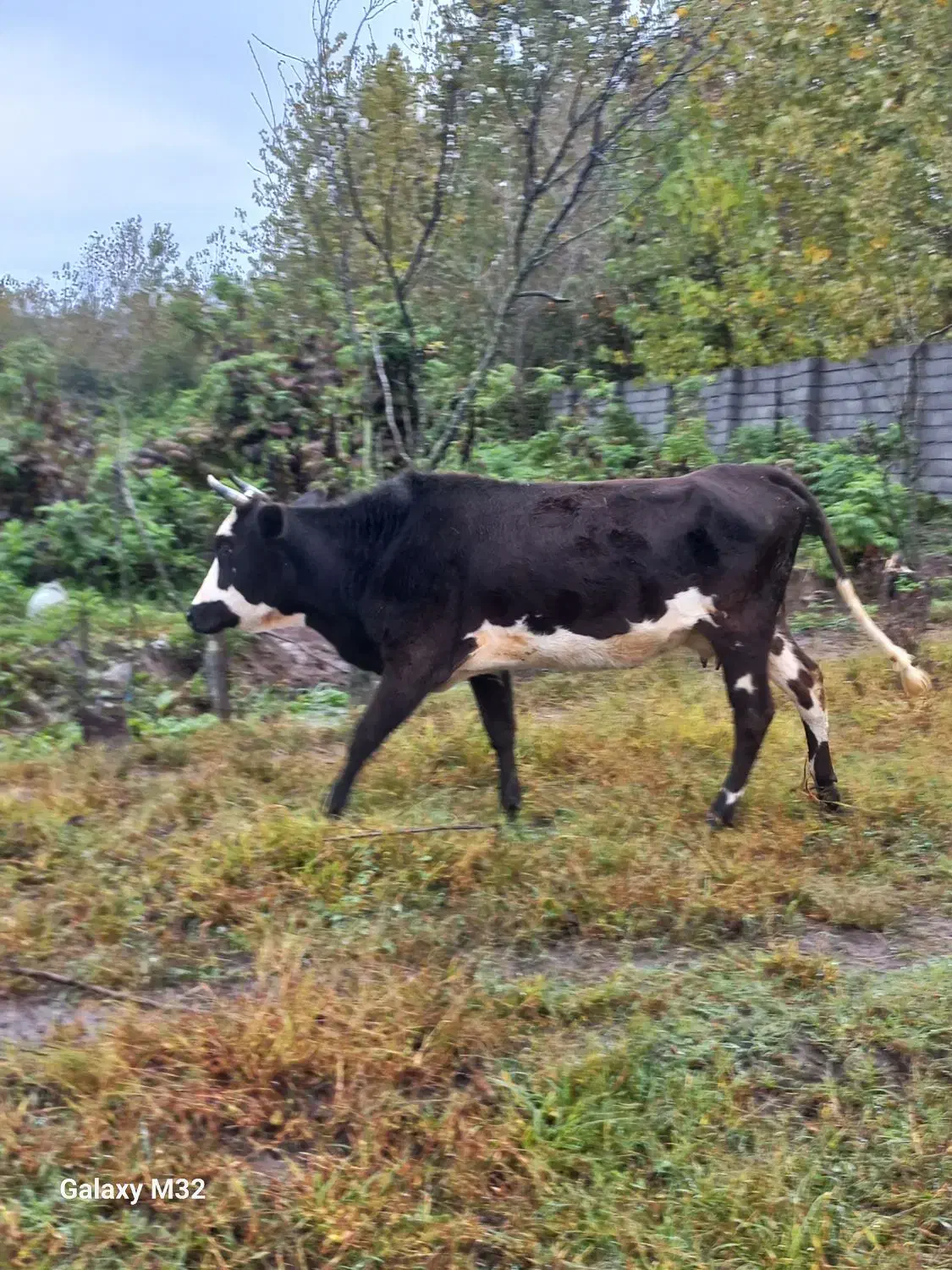 طلم دورگ گاو|حیوانات مزرعه|عباسآباد, |دیوار