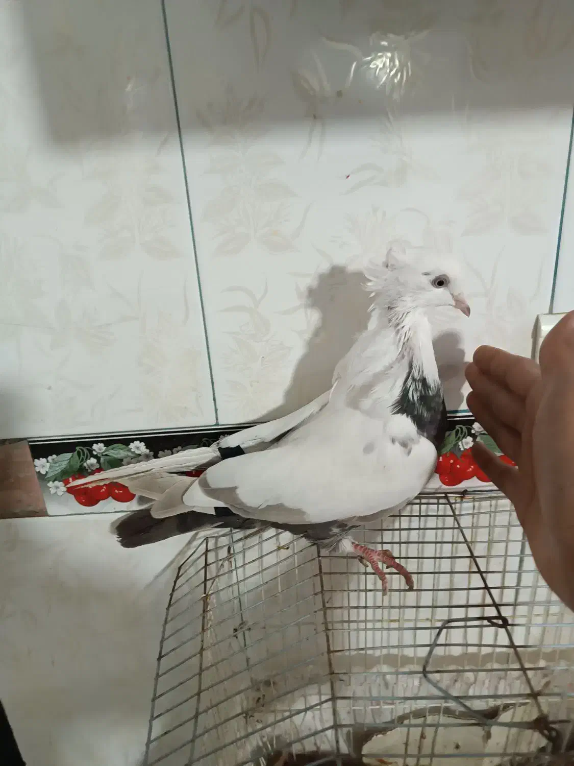 کبوتر طوقی و دمی|پرنده|یاسوج, |دیوار