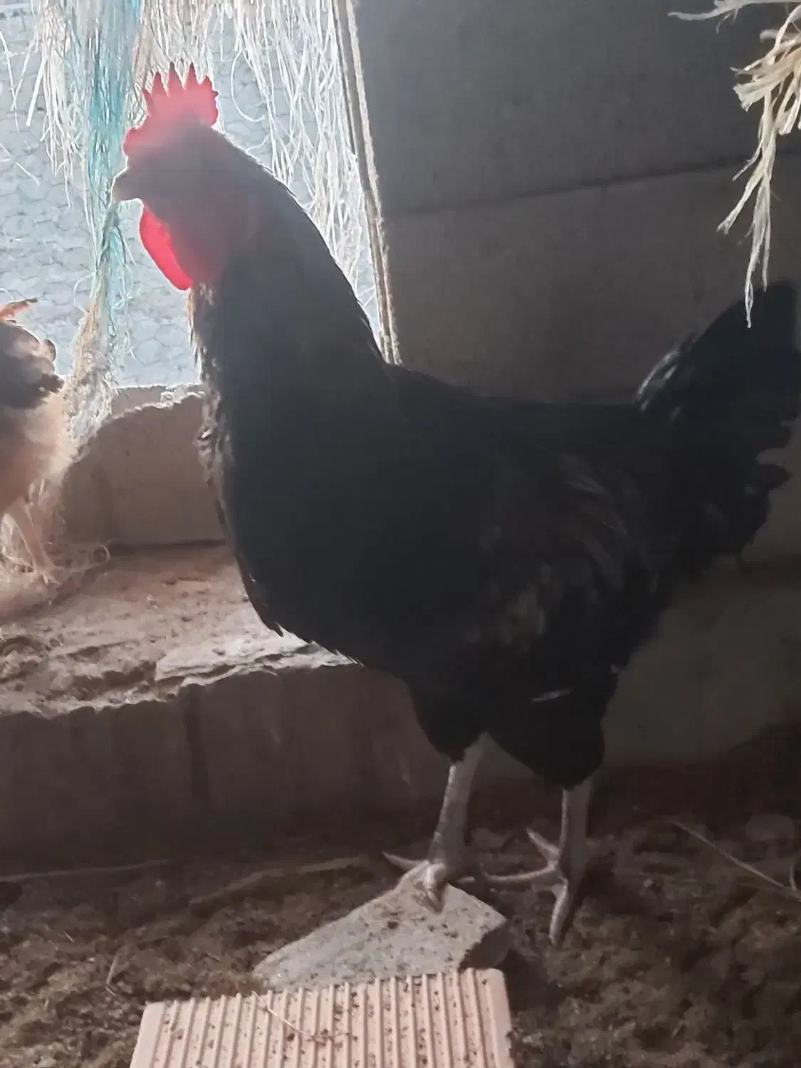 خروس ومرغ محلی ۳۰عدد وزن بالاوتخم مرغ نطفه دار|حیوانات مزرعه|هادی شهر, |دیوار