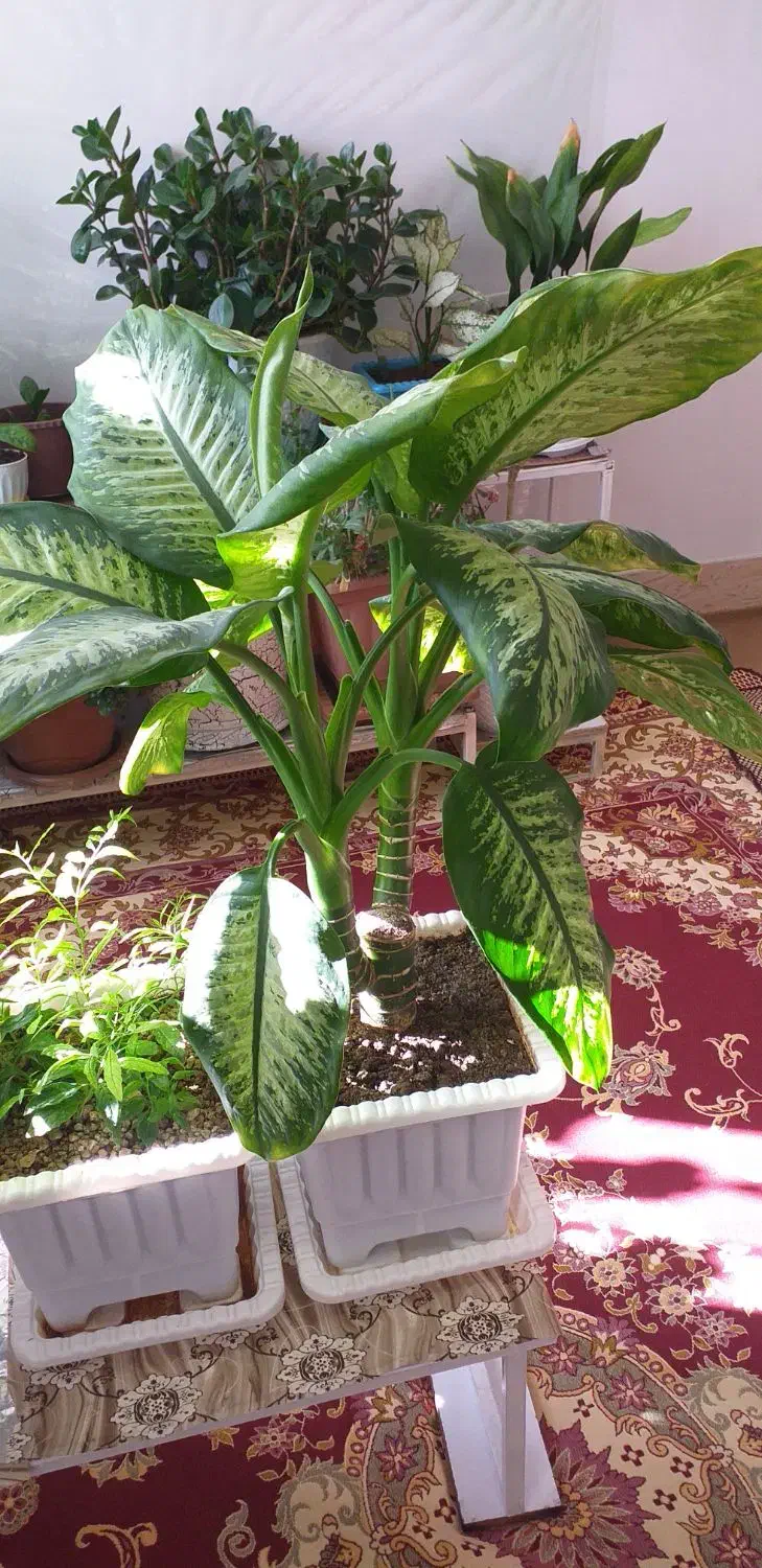 گل طبیعی|گل و گیاه طبیعی|سراب, |دیوار