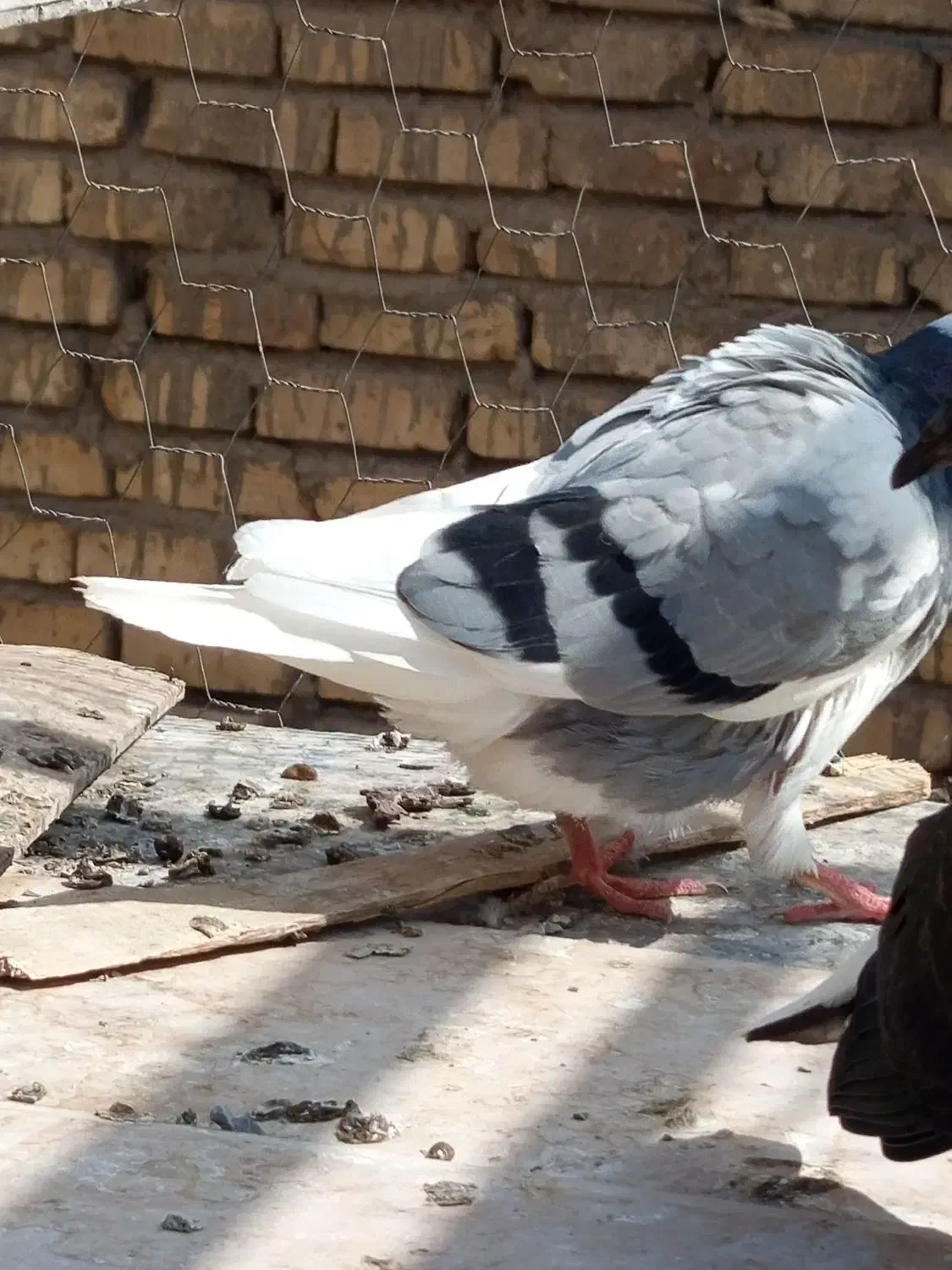 جوجه زیر کت چپ آلبالویی|پرنده|قم, شهید صیاد شیرازی|دیوار