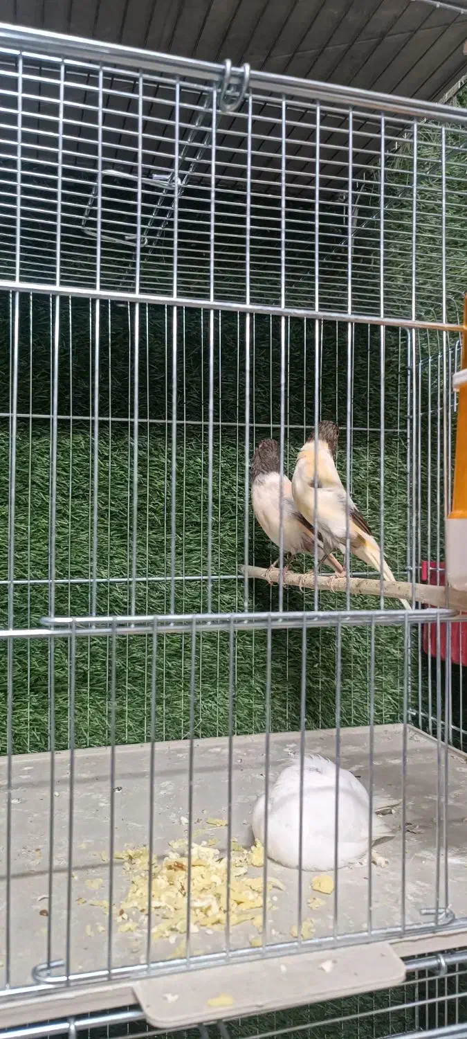 قناری|پرنده|ماکو, |دیوار