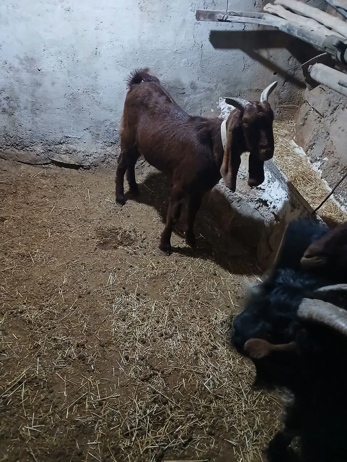 تیشتر بهده نجدی|حیوانات مزرعه|اندیکا, |دیوار