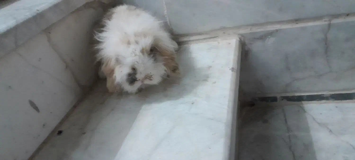 خرگوش لوپ نر بالغ|موش و خرگوش|سبزوار, پاسداران|دیوار