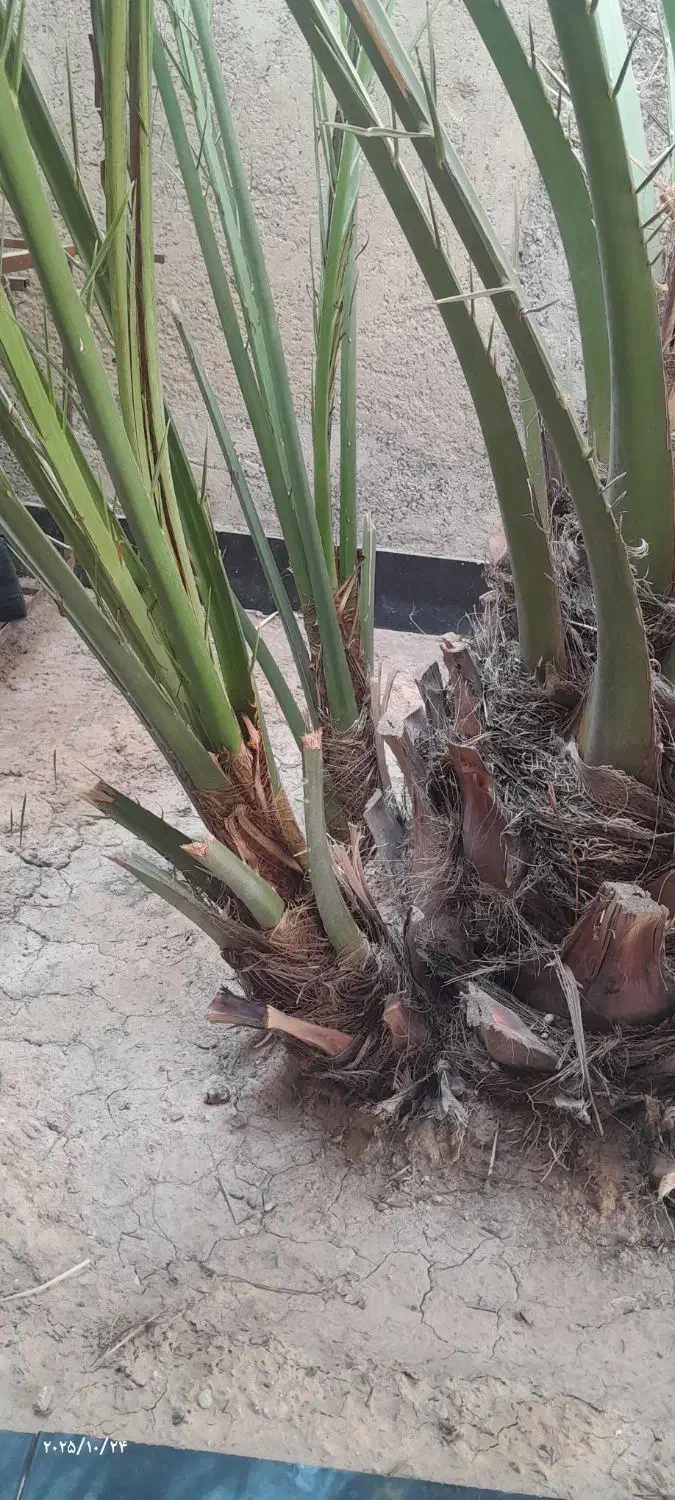 پاجوش نخل برحی|گل و گیاه طبیعی|شادگان, |دیوار