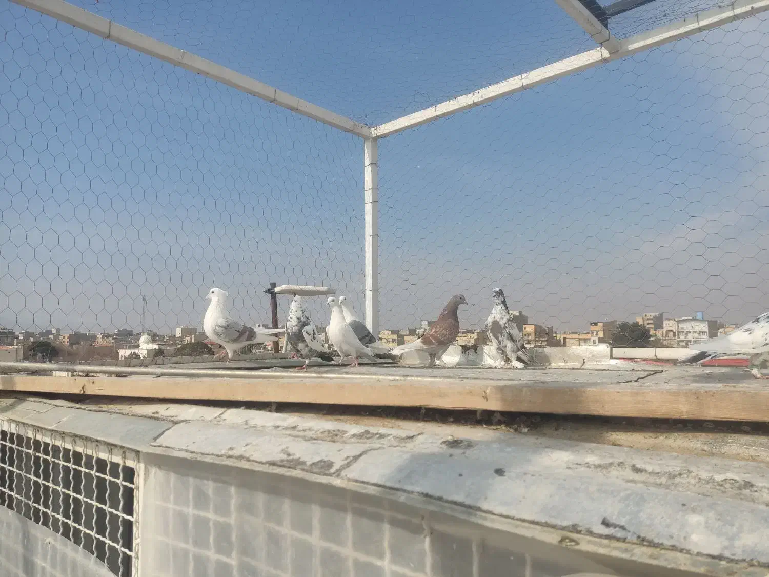 تعداد ی کبوتر|پرنده|ماهدشت, |دیوار