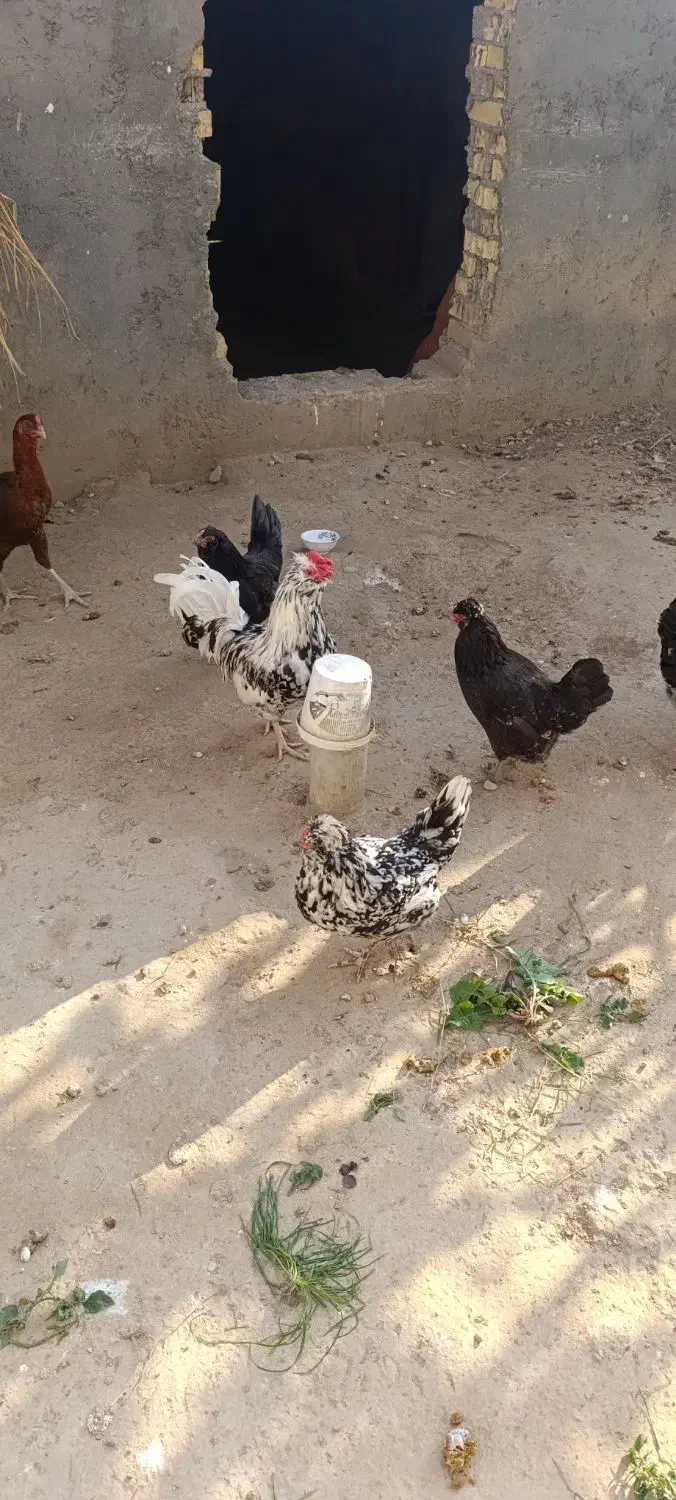 تخم مرغ گلین|حیوانات مزرعه|کلاله, |دیوار