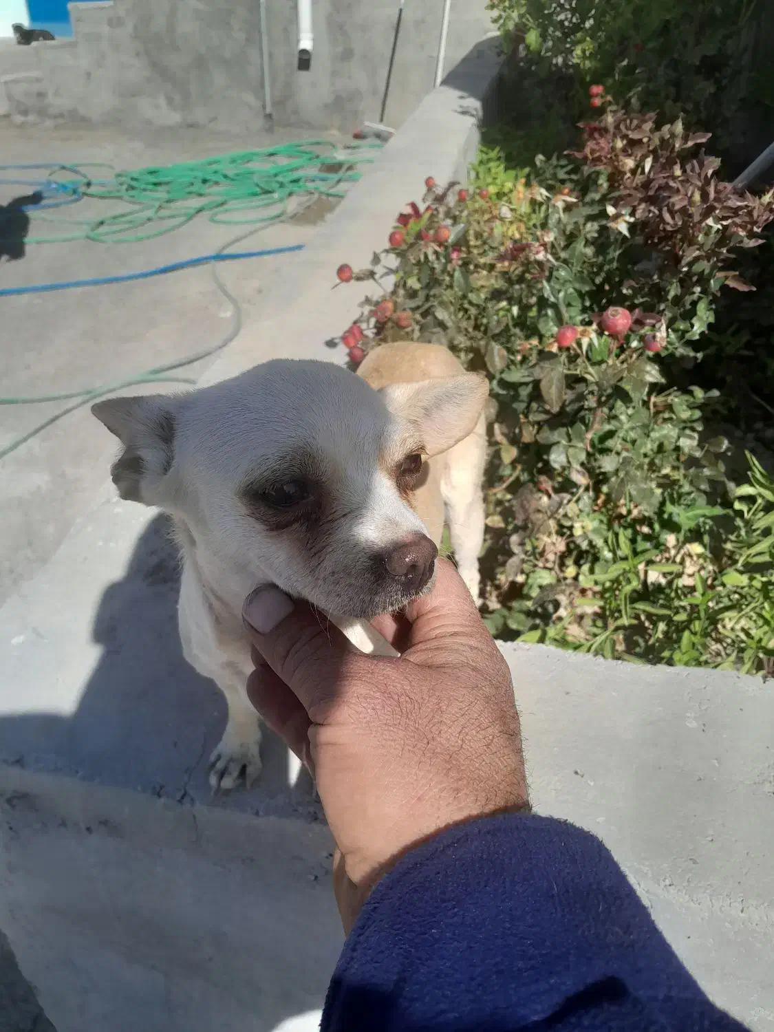 سگ کوچولو|سگ|سده (فارس), |دیوار