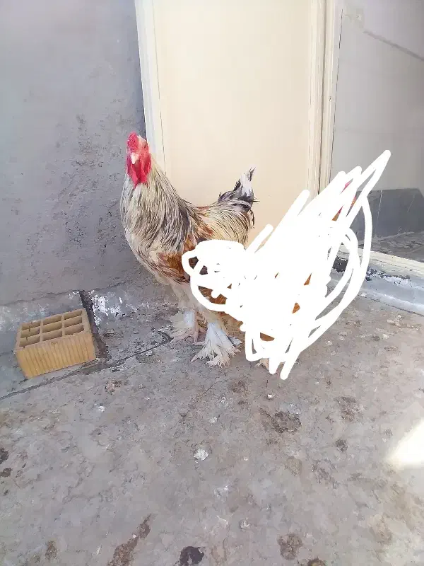 خروس|حیوانات مزرعه|ساوه, |دیوار