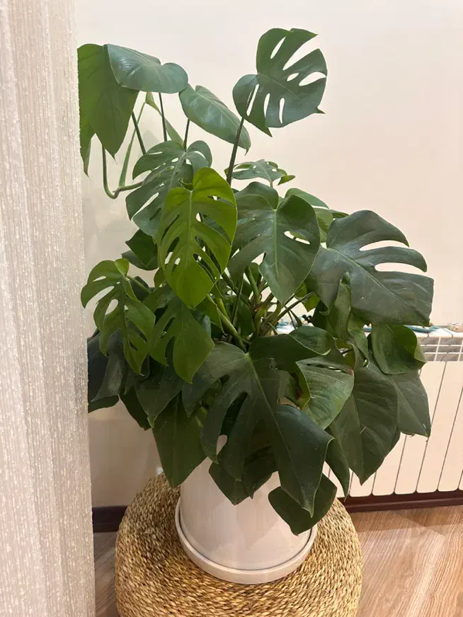 گل برگ انجیری|گل و گیاه طبیعی|تهران, شهرک خرازی|دیوار